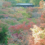 緒方 - 京都東福寺通天橋より望む...霞みがかった紅葉の妙