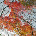 緒方 - 京都東福寺