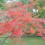 緒方 - 京都高台寺臥龍池