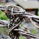 本家伴久 - ”かずら”を組んで吊り橋を作ってます(2013.Jul)