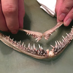 Wajima - アンコウの牙
