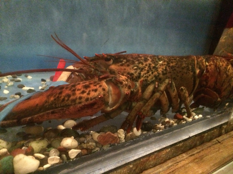 レッドロブスター 宇都宮店 name=