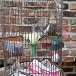 イノダコーヒ - 