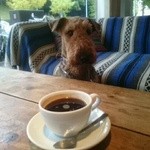 ボンダイカフェヨヨギビーチパーク - 