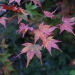 遊季の里 - 2015.11 滝に向かう途中のもみじ