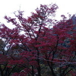 遊季の里 - 2015.11 宿の正面のもみじは真っ赤でした。