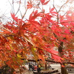 高橋家 - 2016/11 紅葉満開中！！