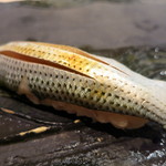 たかおか - 船橋　小肌