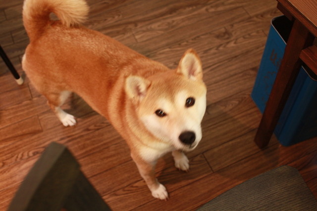 新しいテーブルが置かれました 看板犬のフクちゃんも興味しんしん 犬連れの方も気軽に来れるみたいです By Niko01 里庵 野町 カフェ 食べログ 新しいテーブルが置かれました 看板犬のフクちゃんも興味しんしん 犬連れの方も気軽に来れるみたいです By Niko01 里庵 野町 カフェ 食べログ