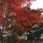 嵯峨とうふ　稲 - 2015.11　妙智院前の紅葉