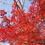 マジカメンテ ビバッコ - 真っ赤ですよ