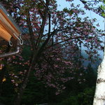 心のふるさと橋倉 - 窓からの夜桜