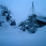 出羽屋 - 冬の庭