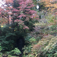 富士屋ホテル - お庭
