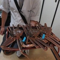 味処 高崎 - 今日の活けカニのチョイス