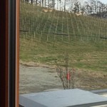 オチガビ - 窓からは垣根式の葡萄畑