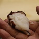 初音鮨 - おすだこ