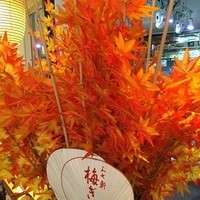 やさい家めい 表参道ヒルズ本家 - 