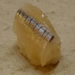 すし家 一柳 - さより