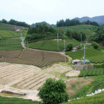 上香園 - 和束の茶畑風景