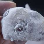 小倉屋 - 手に取ると1つ1つが大きくずっしりとしており