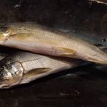 料理旅館 奥飛騨山草庵 饗家 - 