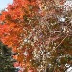 チェント・ドゥエ - テラスからの紅葉もス・テ・キ