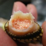 棟梁 - 「亀の手」こういうのは美味しかった