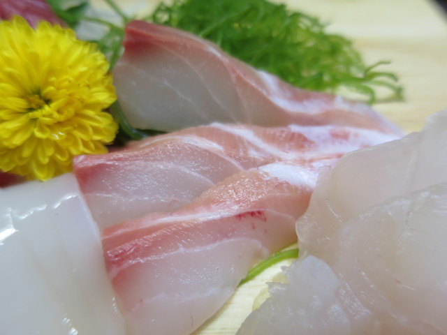 矶八- 石垣鲷アップ