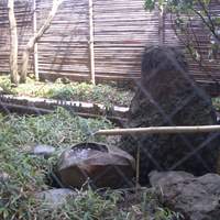 割烹 たま笹 - 小さいけれどお庭が綺麗