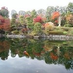 西海 - 池の鯉も、寒さのせいか緩慢な動きでした。