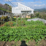 土佐 海援隊 - 南国市の実家の野菜畑です。お店でも使わしてもらってます。