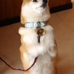 B & B Amano - ちいママの小雪ちゃんです。おやつをねだって「ちょうだい」をしてくれます。この時には、全てナイスキャッチでした。ご褒美にチップを専用の缶に入れてきました。