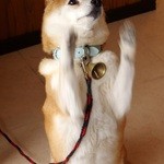 B & B Amano - 小雪ちゃんの人気がチップに反映されて、専用のチップ缶があります。そのチップは、もちろん、小雪ちゃんの為に使われます。