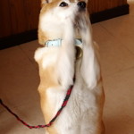 B & B Amano - マスターの人柄が、店の雰囲気や小雪ちゃんの犬柄に反映されています。