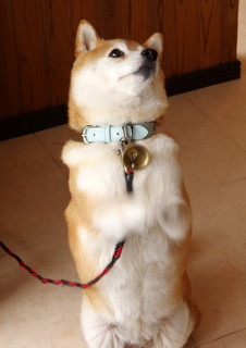 B & B Amano - ちいママの小雪ちゃんです。おやつをねだって「ちょうだい」をしてくれます。この時には、全てナイスキャッチでした。ご褒美にチップを専用の缶に入れてきました。