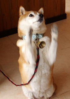 B & B Amano - 小雪ちゃんの人気がチップに反映されて、専用のチップ缶があります。そのチップは、もちろん、小雪ちゃんの為に使われます。