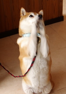 B & B Amano - マスターの人柄が、店の雰囲気や小雪ちゃんの犬柄に反映されています。