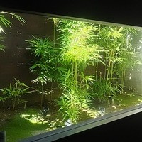 雪梅花 菜根譚 - 