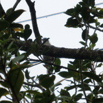 古民家食堂てぃーらぶい - 