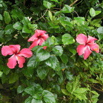 古民家食堂てぃーらぶい - 