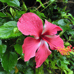 古民家食堂てぃーらぶい - 