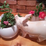 Flying pig - 