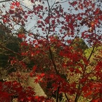 うかい鳥山 - 