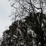 蕎麦と料理　ら - 【H27.12.6】