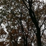 蕎麦と料理　ら - 【H27.12.6】