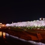 Shipiriken - 日本一の桜並木から２メートルのところにあります