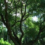 山崎 - 樹齢１６０年の桜