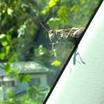 おちゃのじかん - バッタさんもお出迎え