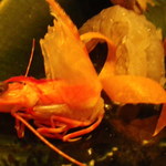 郷土味 かけはし - なんと頭だけ火を通してます。